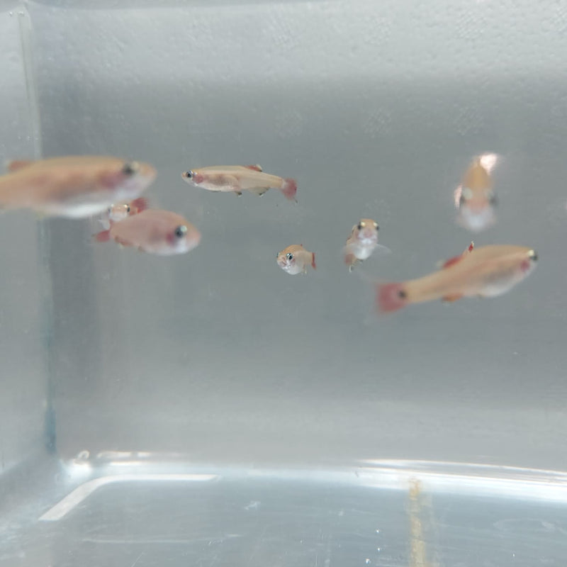 5 CUTE GOLD WHITE CLOUD MOUNTAIN MINNOW  (Tanichthys albonubes)