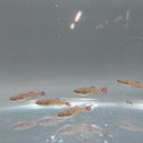 5 CUTE GOLD WHITE CLOUD MOUNTAIN MINNOW  (Tanichthys albonubes)