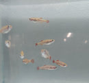 5 CUTE GOLD WHITE CLOUD MOUNTAIN MINNOW  (Tanichthys albonubes)