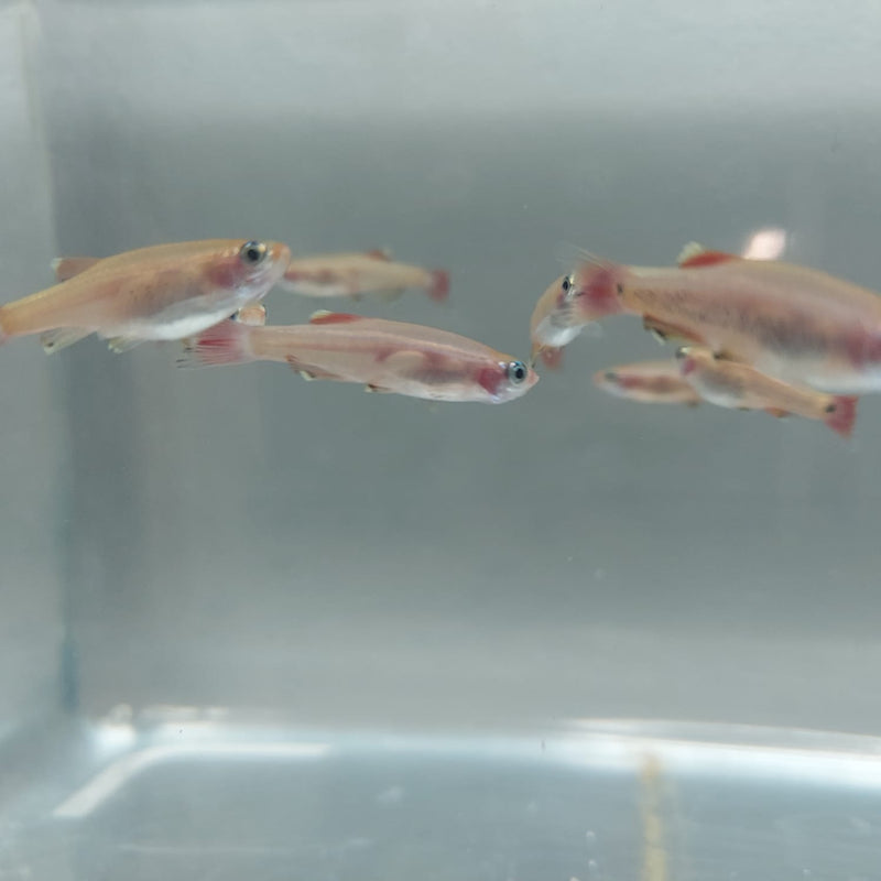 5 CUTE GOLD WHITE CLOUD MOUNTAIN MINNOW  (Tanichthys albonubes)