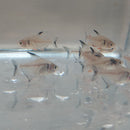 3 OUTSTANDING BLACK PHANTOM TETRA (Hyphessobrycon megalopterus)