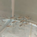 3 OUTSTANDING BLACK PHANTOM TETRA (Hyphessobrycon megalopterus)