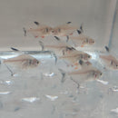 3 OUTSTANDING BLACK PHANTOM TETRA (Hyphessobrycon megalopterus)