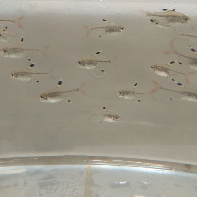 5 CUTE PRISTELLA TETRA X-RAY (Pristella Maxillaris)