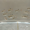 5 CUTE PRISTELLA TETRA X-RAY (Pristella Maxillaris)