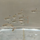 5 CUTE PRISTELLA TETRA X-RAY (Pristella Maxillaris)