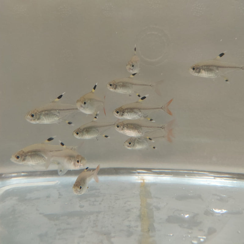 5 CUTE PRISTELLA TETRA X-RAY (Pristella Maxillaris)