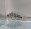 THE STUNNING TRIMAC CICHLID 3.0" UNSEXED (Cichlasoma trimaculatum)