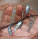 3 BEAUTIFUL SKY BLUE SWORDTAIL 1 MALE 2 FEMALE (Xiphophorus hellerii)