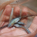 3 BEAUTIFUL SKY BLUE SWORDTAIL 1 MALE 2 FEMALE (Xiphophorus hellerii)