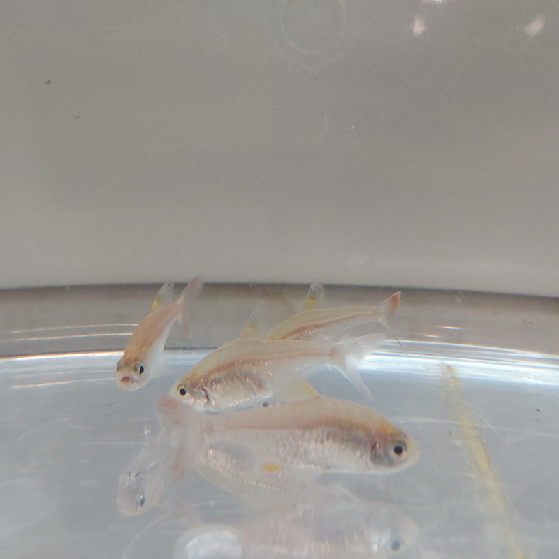 5 BEAUTIFUL GOLD PRISTELLA TETRA X-RAY (Pristella Maxillaris)