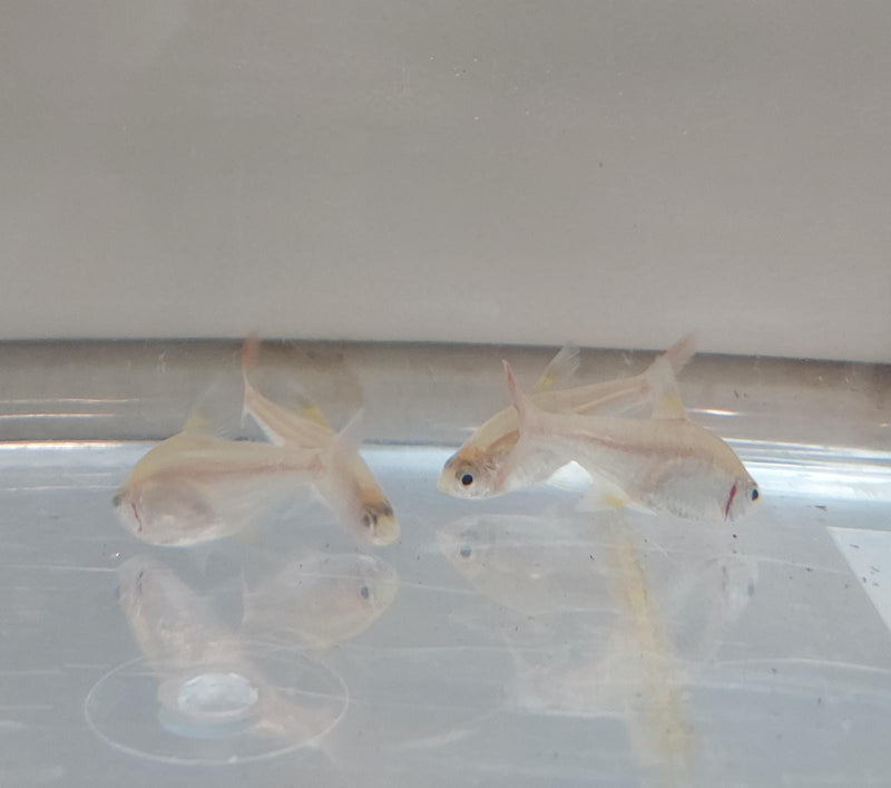 5 BEAUTIFUL GOLD PRISTELLA TETRA X-RAY (Pristella Maxillaris)