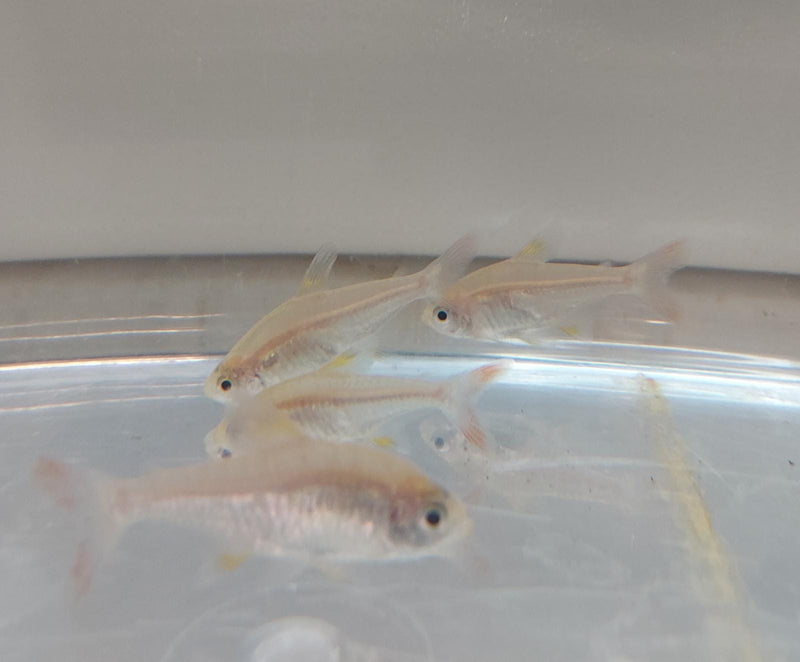 5 BEAUTIFUL GOLD PRISTELLA TETRA X-RAY (Pristella Maxillaris)