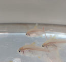 5 BEAUTIFUL GOLD PRISTELLA TETRA X-RAY (Pristella Maxillaris)