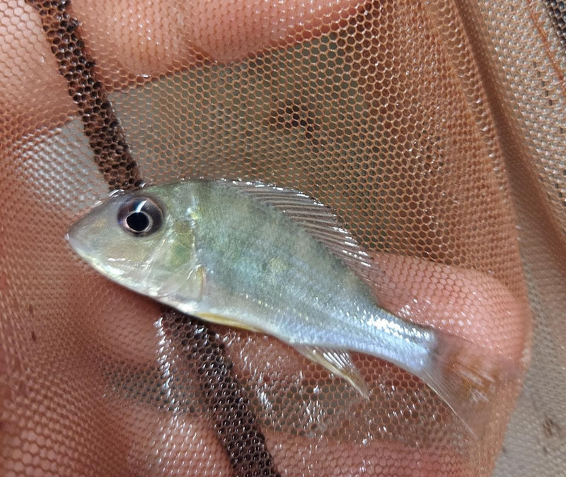 GREAT SURINAM PEARL CICHLID 2.0 INCHES UNSEXED (Geophagus surinamensis)