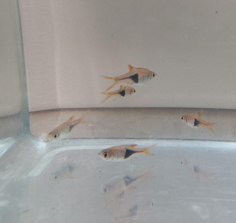 5 BEAUTIFUL HARLEQUIN RASBORA (Trigonostigma heteromorpha)