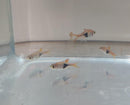 5 LARGE HARLEQUIN RASBORA (Trigonostigma heteromorpha)