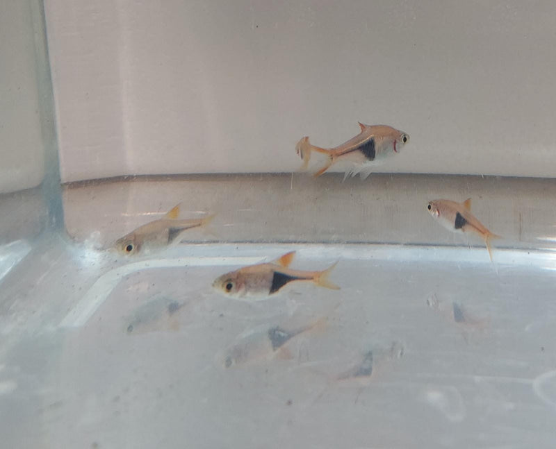 5 BEAUTIFUL HARLEQUIN RASBORA (Trigonostigma heteromorpha)