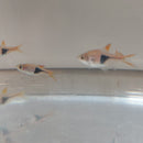 5 LARGE HARLEQUIN RASBORA (Trigonostigma heteromorpha)