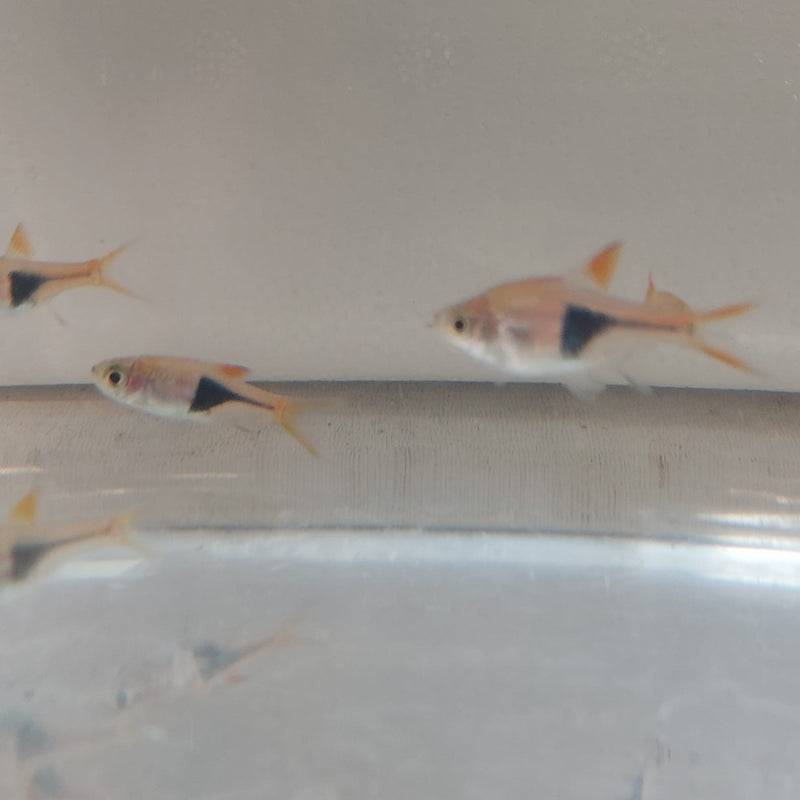 5 BEAUTIFUL HARLEQUIN RASBORA (Trigonostigma heteromorpha)