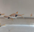 5 LARGE HARLEQUIN RASBORA (Trigonostigma heteromorpha)