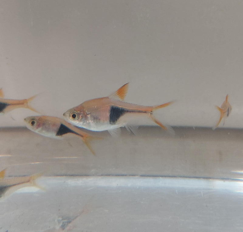 5 BEAUTIFUL HARLEQUIN RASBORA (Trigonostigma heteromorpha)