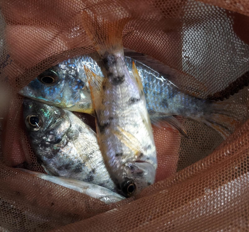 OUTSTANDING RASPBERRY PEACOCK 4 INCHES UNSEXED (Aulonocara sp)