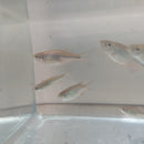 3 GREAT GIANT DANIO (Devario aequipinnatus)