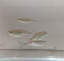 3 GREAT GIANT DANIO (Devario aequipinnatus)