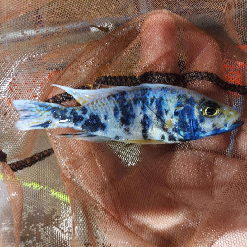 OUTSTANDING RASPBERRY PEACOCK 4 INCHES UNSEXED (Aulonocara sp)