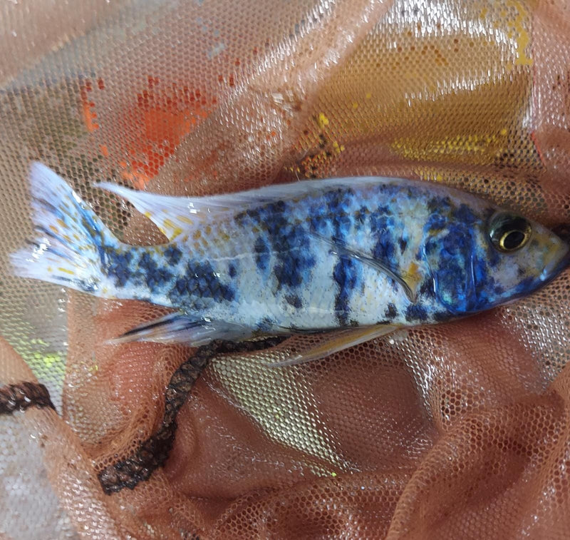 OUTSTANDING RASPBERRY PEACOCK 4 INCHES UNSEXED (Aulonocara sp)