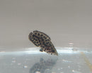 CUTE & BEAUTIFUL SPOTTED LEOPARD GOURAMI 1 INCH (Ctenopoma acutirostre)
