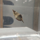 VALLIANT'S CHOCOLATE SAMURAI GOURAMI 1 inch (Sphaerichthys vaillanti)