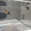 VALLIANT'S CHOCOLATE SAMURAI GOURAMI 1 inch (Sphaerichthys vaillanti)