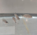 THE GREAT SILVER CICHLID 2 INCHES (Vieja Argentea)