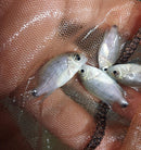 THE GREAT SILVER CICHLID 2 INCHES (Vieja Argentea)