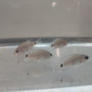 THE GREAT SILVER CICHLID 2 INCHES (Vieja Argentea)