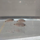 THE GREAT SILVER CICHLID 2 INCHES (Vieja Argentea)