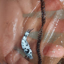 5 BEAUTIFUL DALMATIAN MOLLY (Poeciliidae sphenops)