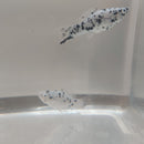 5 BEAUTIFUL DALMATIAN MOLLY (Poeciliidae sphenops)