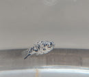 5 BEAUTIFUL DALMATIAN MOLLY (Poeciliidae sphenops)