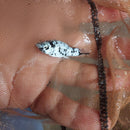 5 BEAUTIFUL DALMATIAN MOLLY (Poeciliidae sphenops)