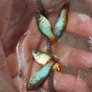 4 COLORFUL BLUE CORAL PLATY LIVEBEARER UNSEXED (Xiphophorus maculatus)