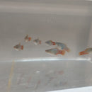 4 COLORFUL BLUE CORAL PLATY LIVEBEARER UNSEXED (Xiphophorus maculatus)