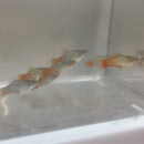 4 COLORFUL BLUE CORAL PLATY LIVEBEARER UNSEXED (Xiphophorus maculatus)