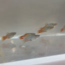 4 COLORFUL BLUE CORAL PLATY LIVEBEARER UNSEXED (Xiphophorus maculatus)