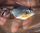 EXOTIC RED BELLY PACU 2.5 to 3 INCHES (Piaractus brachypomus) UNSEXED