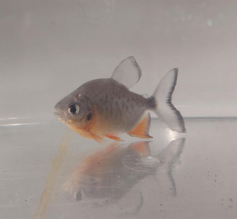 EXOTIC RED BELLY PACU 2.5 to 3 INCHES (Piaractus brachypomus) UNSEXED