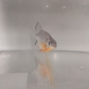 EXOTIC RED BELLY PACU 2.5 to 3 INCHES (Piaractus brachypomus) UNSEXED