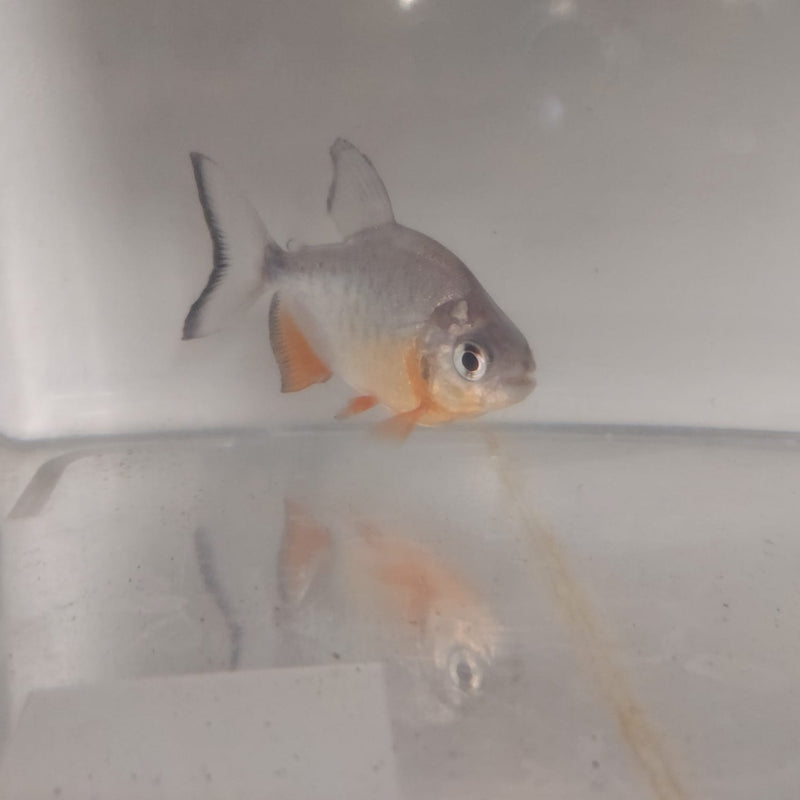 EXOTIC RED BELLY PACU 2.5 to 3 INCHES (Piaractus brachypomus) UNSEXED